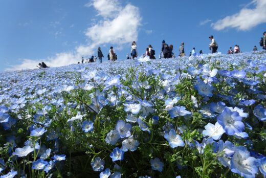 魅力度最下位の茨城県ですが・・・