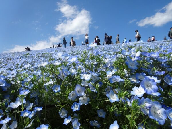 茨城県　北関東 国営ひたち海浜公園